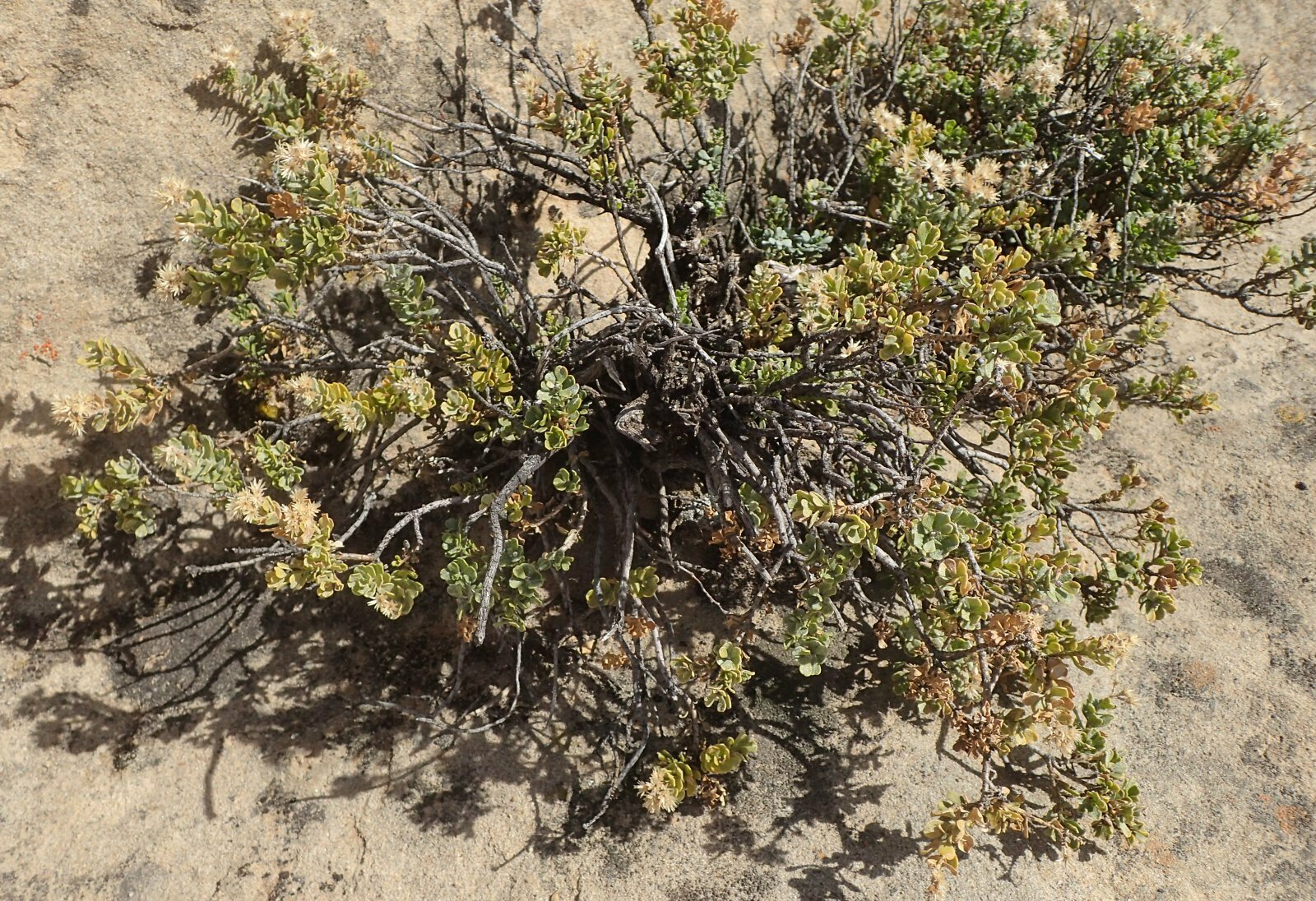 High Resolution Ericameria cuneata Plant